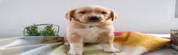 Goldador dogs for sale: Goldador Puppy 7 Rock - Ad 1