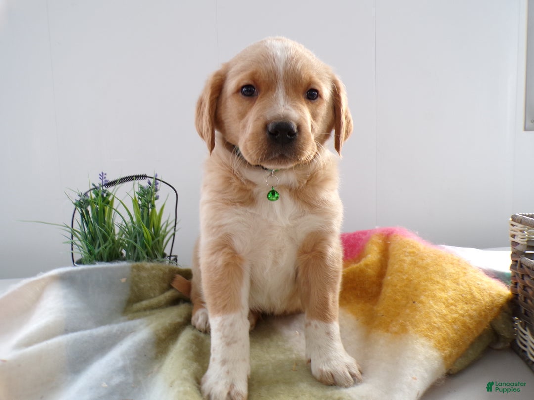 Goldador dogs for sale: Goldador Puppy 7 Rock - Ad 1