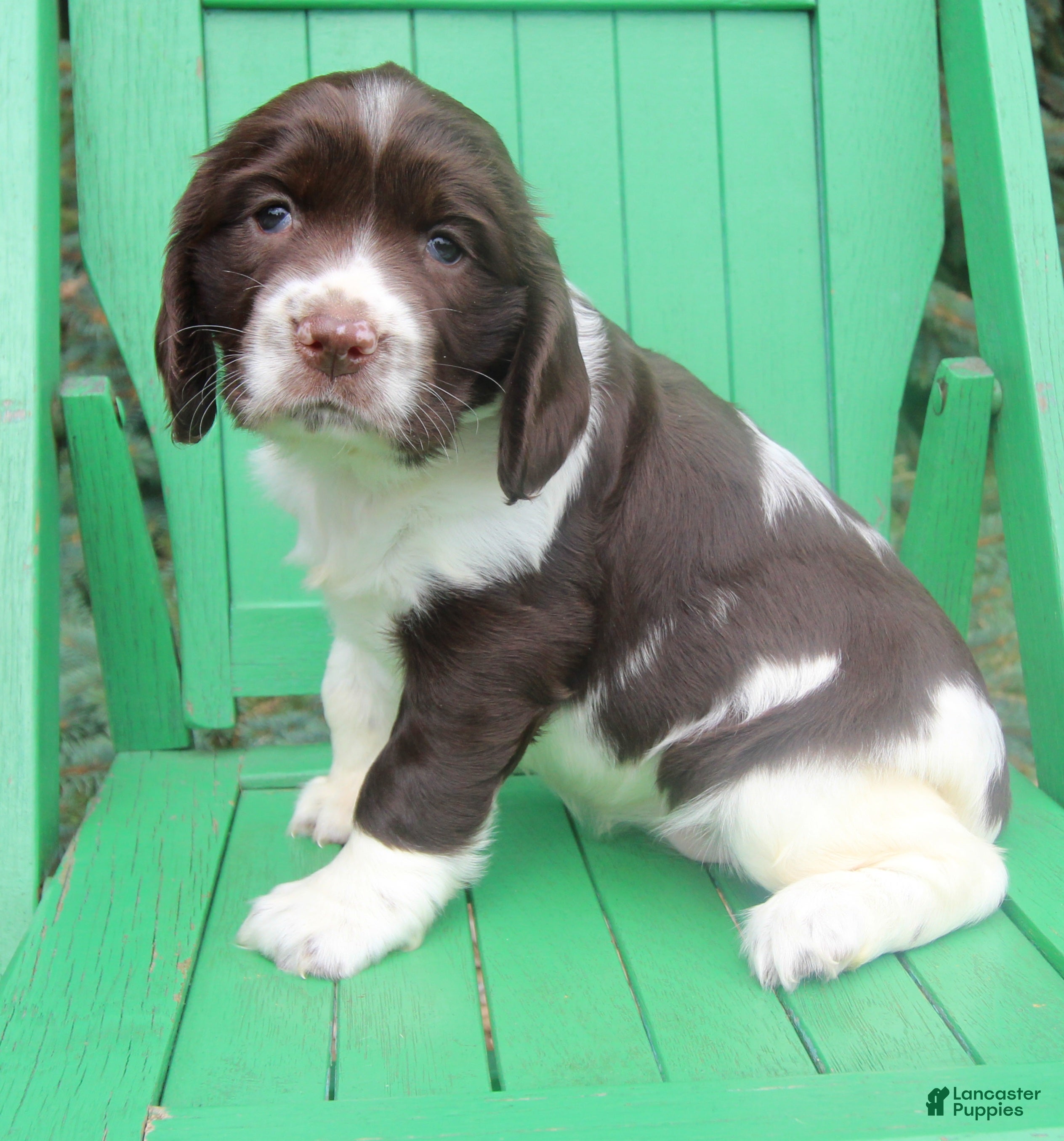 English Springer Spaniel dogs Vicky - Ad 1