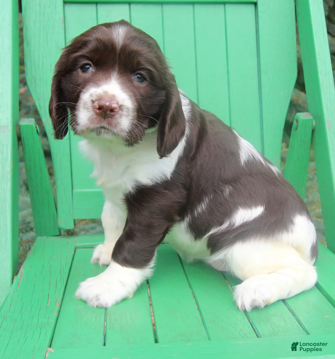 English Springer Spaniel dogs for sale: Vicky - Ad 1