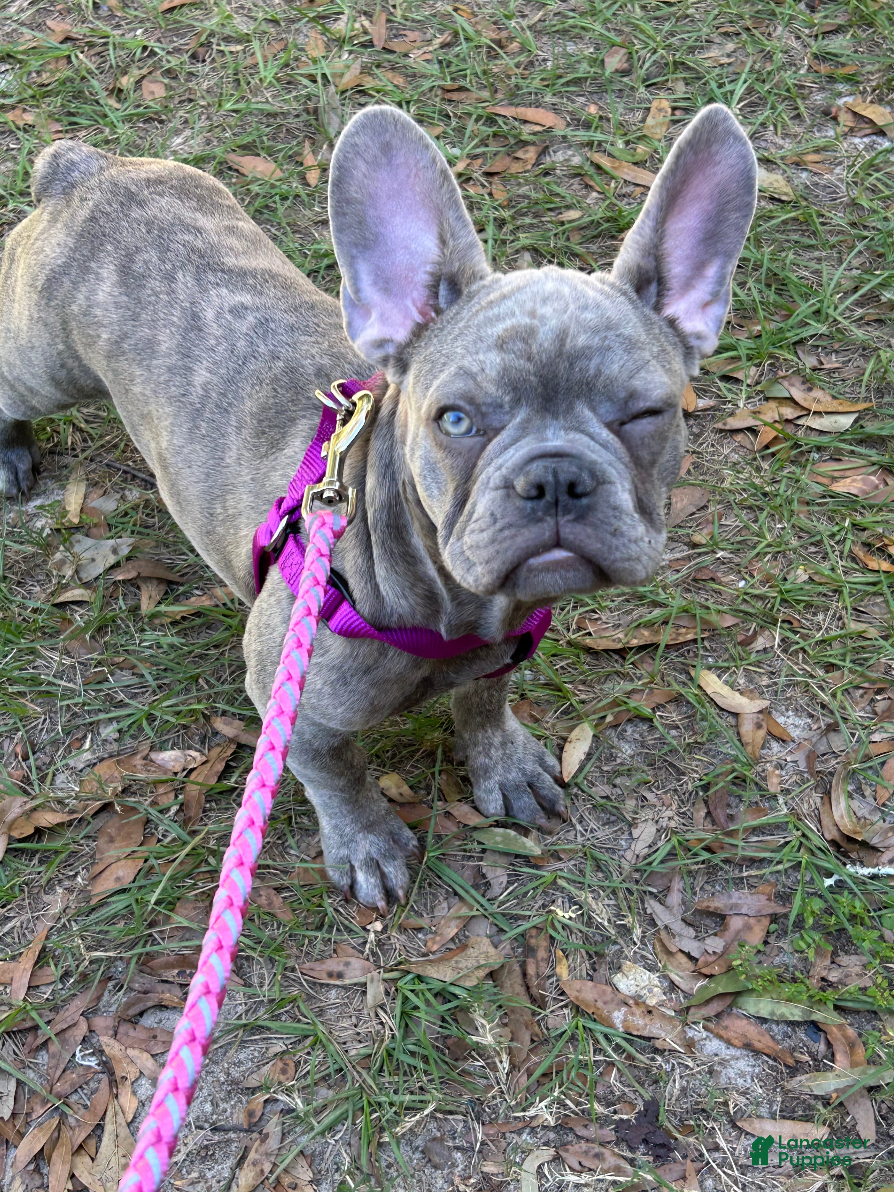 French Bulldog dogs for sale: French Bulldog 2 - Ad 18