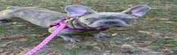French Bulldog dogs for sale: French Bulldog 2 - Ad 1