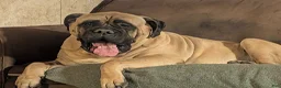 Bullmastiff dogs for sale: Bullmastiff Puppy 1 - Ad 3