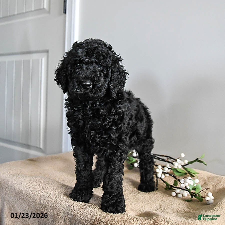 Standard Poodle dogs Vermont - Ad 6