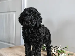 Standard Poodle dogs Vermont - Ad 6