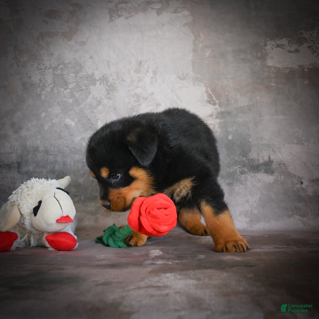 Rottweiler dogs Lilac - Ad 2