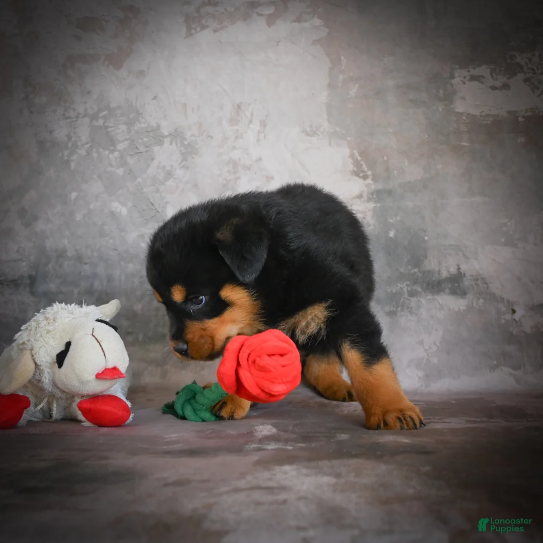 Rottweiler dogs for sale: Lilac - Ad 2