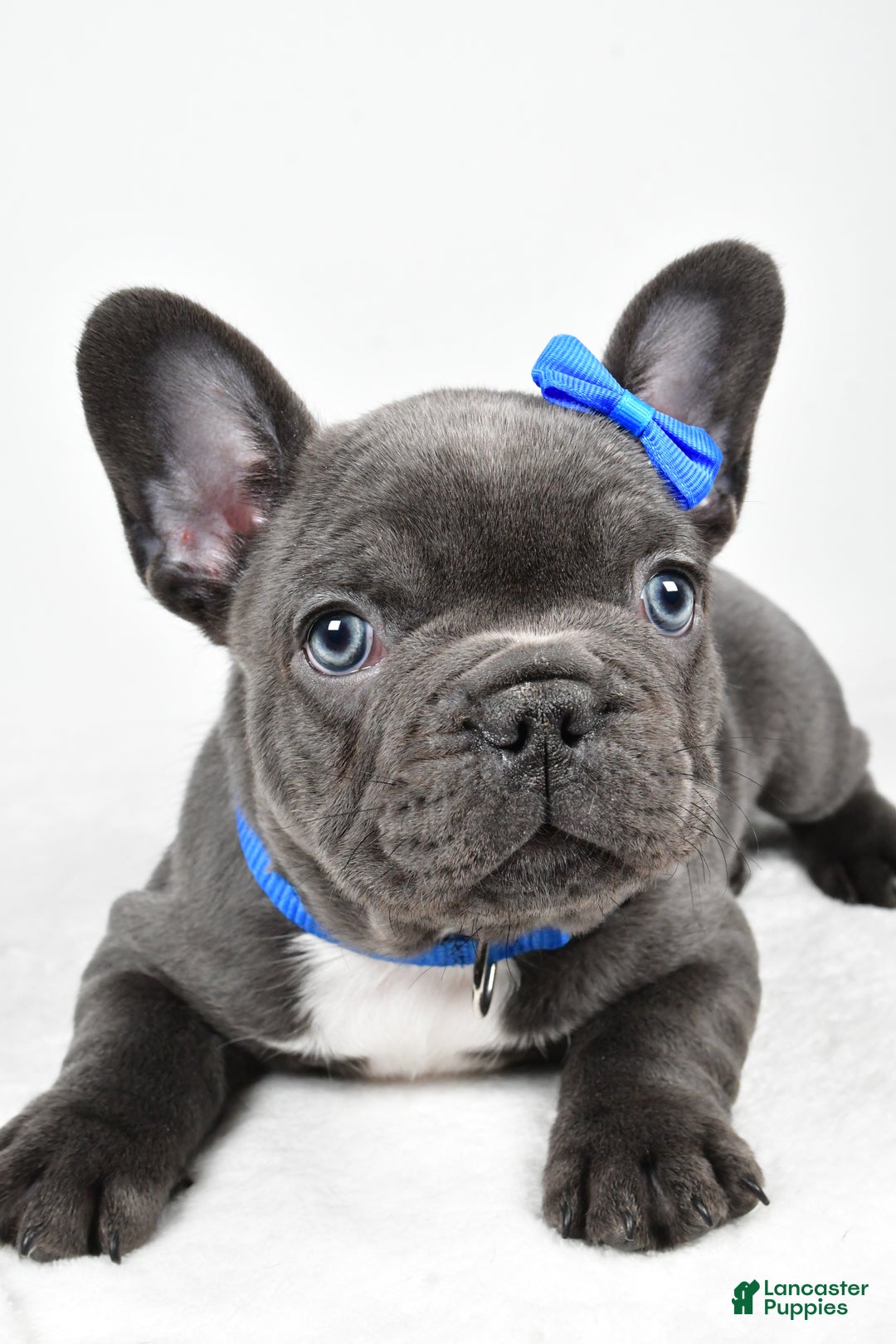 French Bulldog dogs for sale: AJ - Ad 6