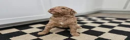 Standard Poodle dogs for sale: Obi Wan - Ad 6