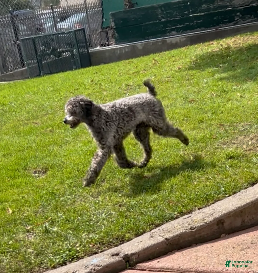 Miniature Poodle dogs for stud: Abel  - Ad 1