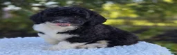 Sheepadoodle dogs for sale: Harper - Ad 1