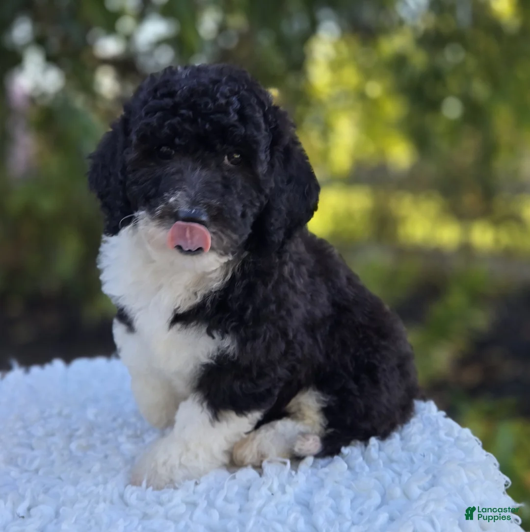 Sheepadoodle dogs for sale: Harper - Ad 1