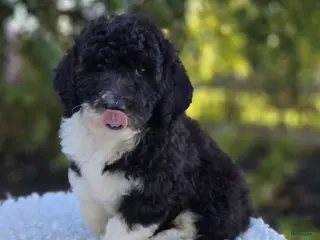 Sheepadoodle dogs Harper - Ad 1