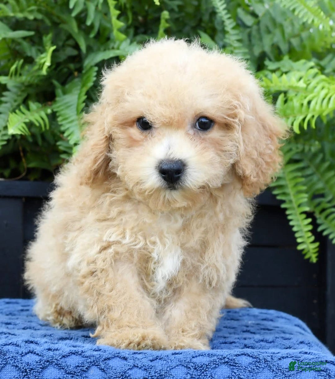 Bichpoo dogs for sale: Doogie - Ad 7