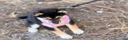 Shiba Inu dogs for sale: Shiba Inu 5 - Ad 3