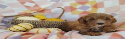 Mixed Breed dogs for sale: Sugar  - Ad 7