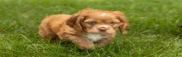 Cocker Spaniel dogs for sale: Oliver  - Ad 3