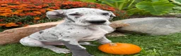Great Dane dogs for sale: Emmett - Ad 6