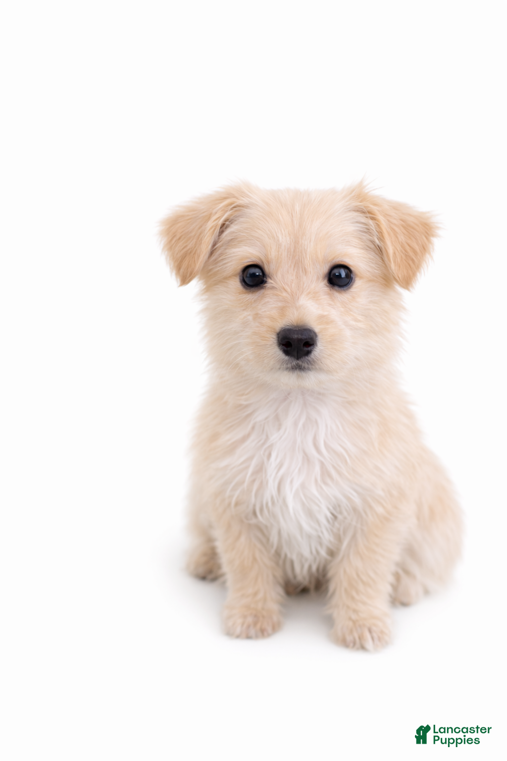 Morkie dogs Coco - Ad 17