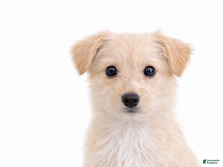 Morkie dogs Coco - Ad 17