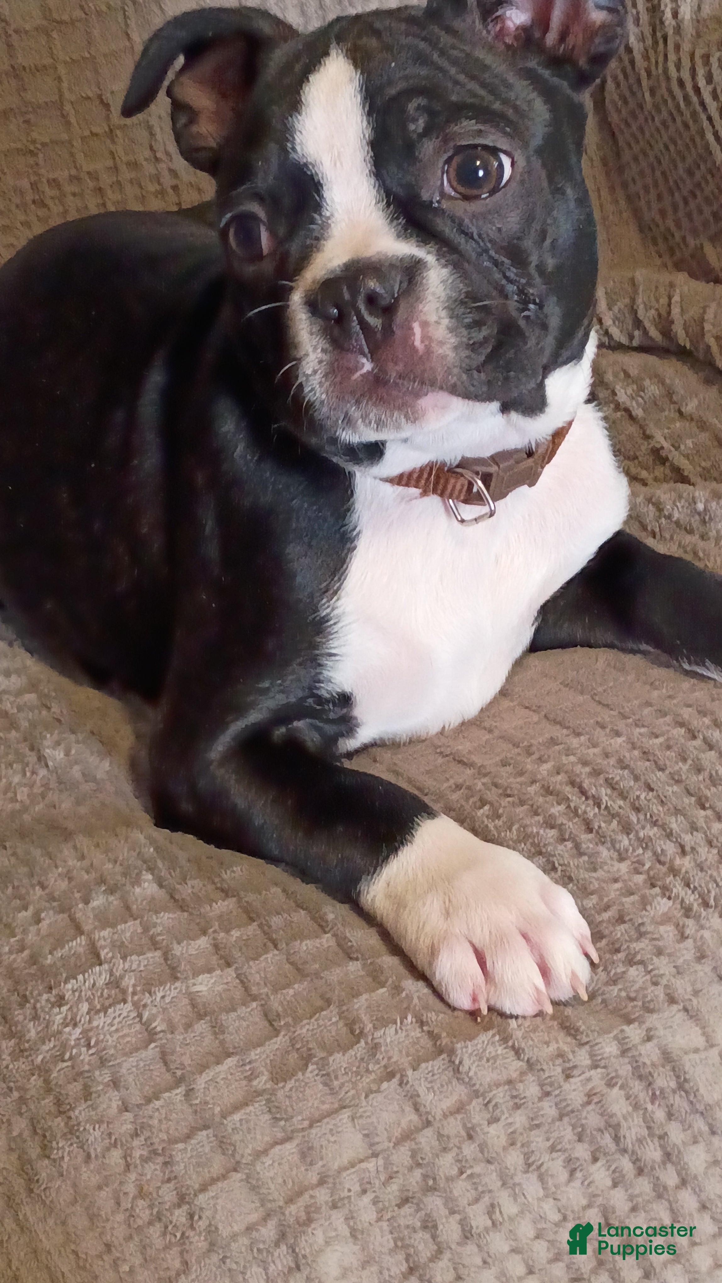 Boston Terrier dogs Boston Terrier Puppy 4 - Ad 4