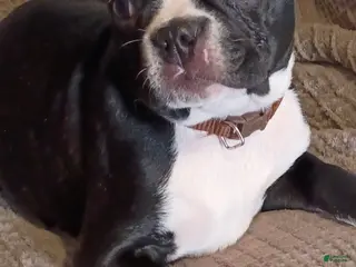 Boston Terrier dogs Boston Terrier Puppy 4 - Ad 4