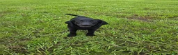 Labrador Retriever dogs for sale: Luna  - Ad 3