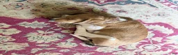 Mixed Breed dogs for sale: Liberty Liberty Liberty - Ad 8