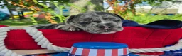 Olde English Bulldogge dogs for sale: Chase - Ad 5