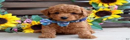 Mixed Breed dogs for sale: Peter - Ad 4