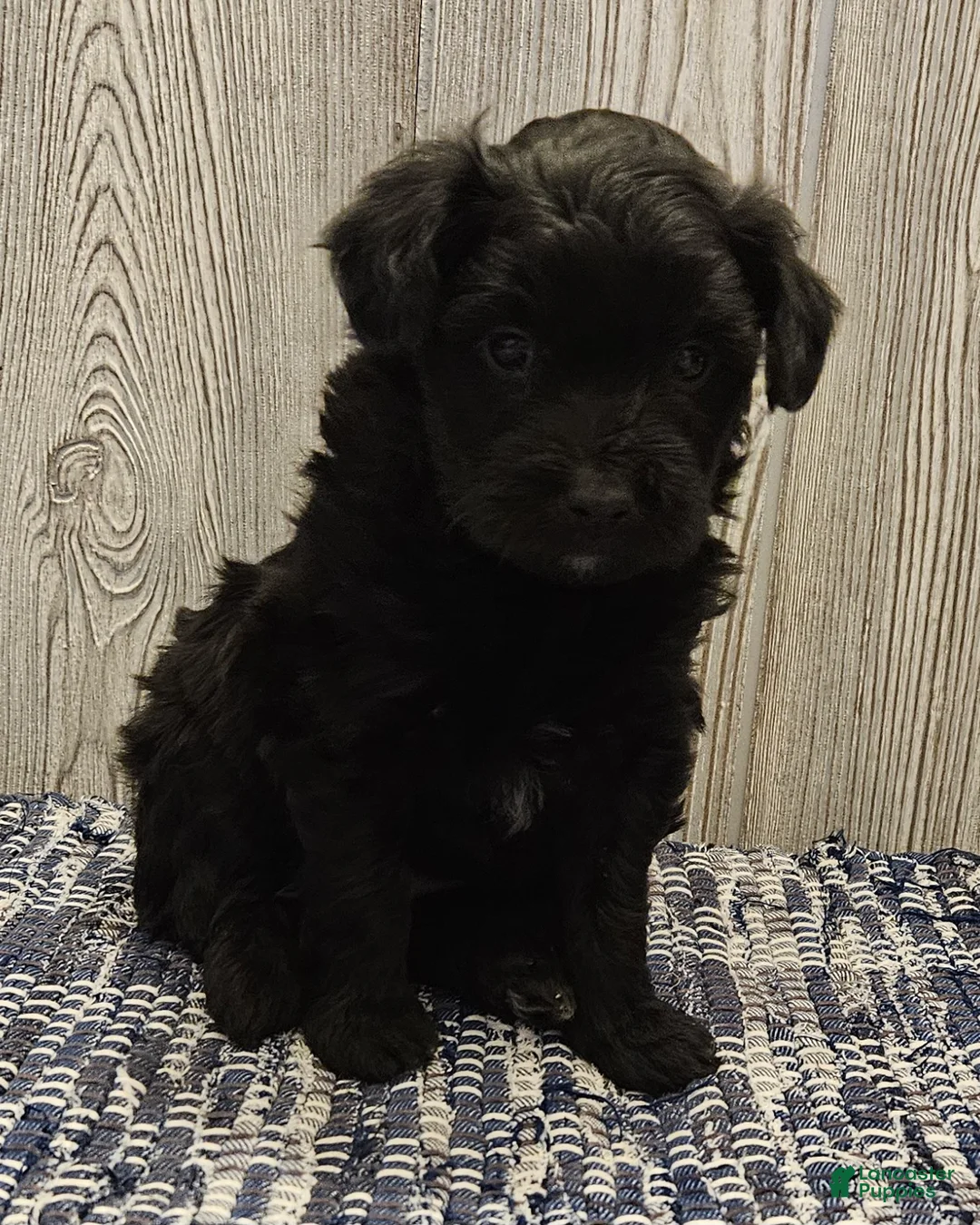 Mixed Breed dogs for sale: Raven  - Ad 2
