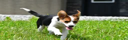 Mixed Breed dogs for sale: Willow - Ad 3