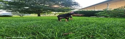Doberman Pinscher dogs for sale: Karla - Ad 3