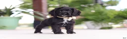 Cocker Spaniel dogs for sale: Betsy - Ad 6