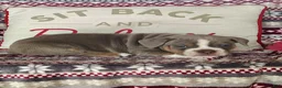 Olde English Bulldogge dogs for sale: Bella - Ad 4
