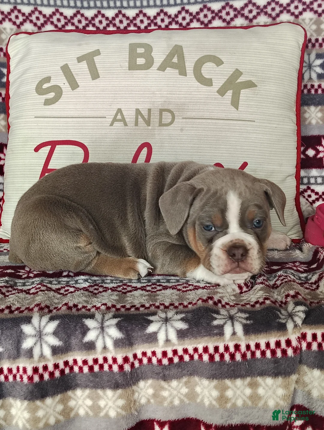 Olde English Bulldogge dogs for sale: Bella - Ad 4