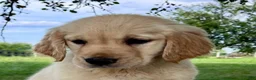 Golden Retriever dogs for sale: Gigi - Ad 3