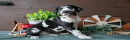 Great Dane dogs for sale: Lady - Ad 1