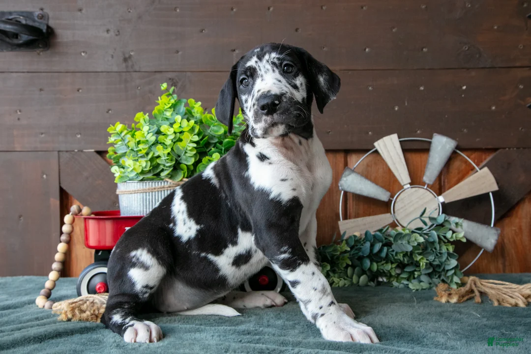 Great Dane dogs for sale: Lady - Ad 1