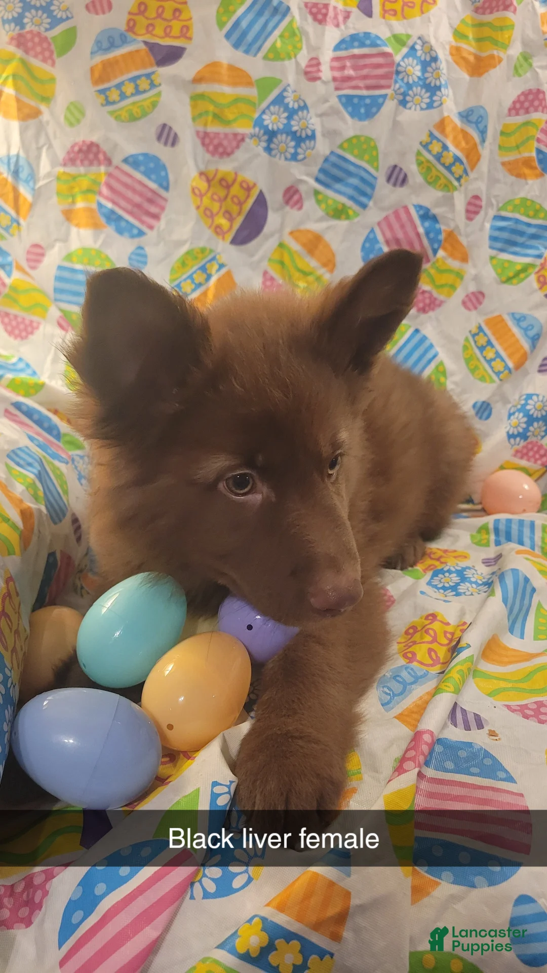 German Shepherd dogs for sale: Black Liver girl - Ad 2