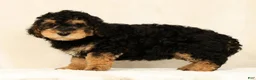 Mini Bernedoodle dogs for sale: Leo - Ad 3