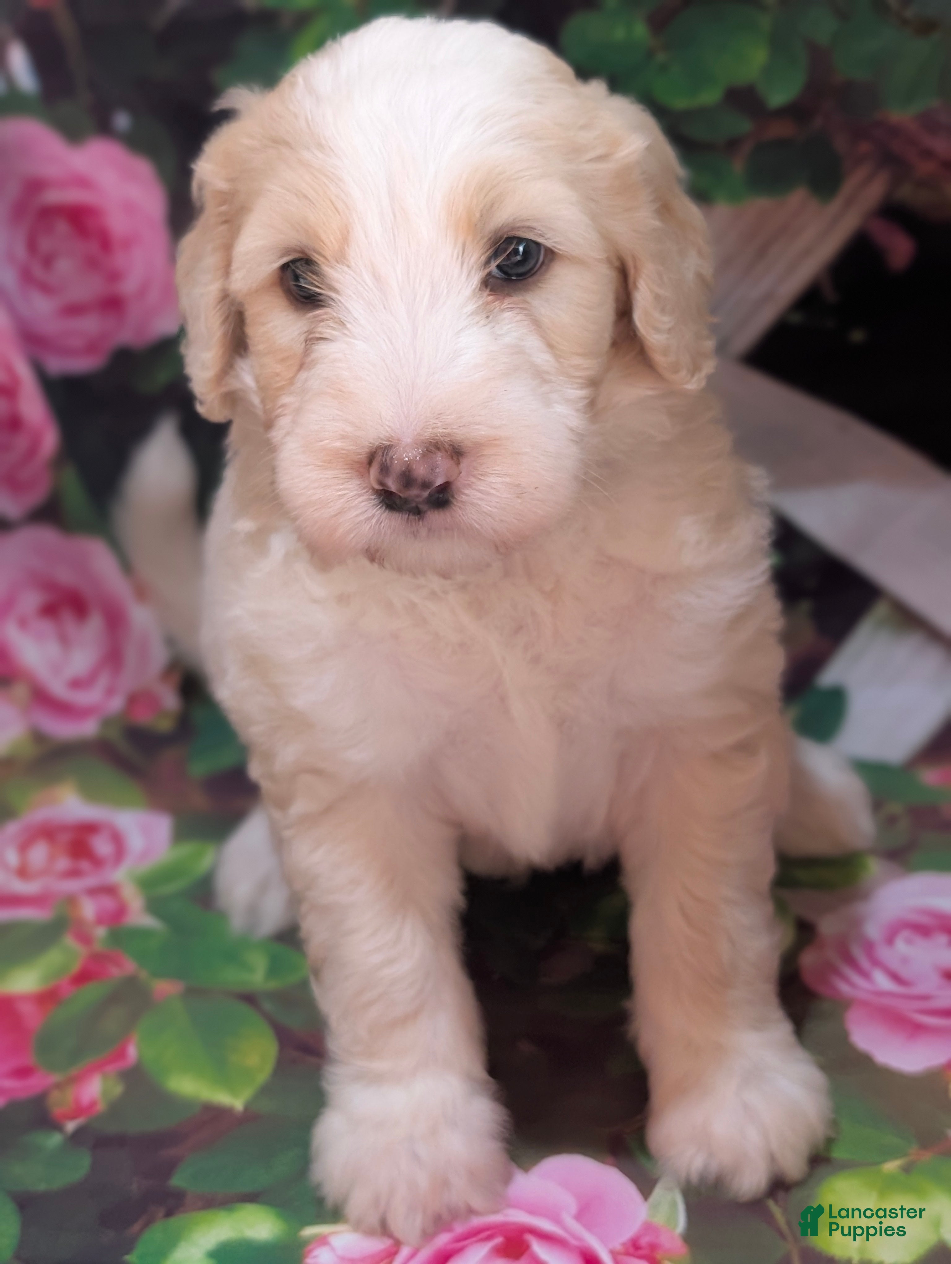 Sheepadoodle dogs Brown collar  - Ad 1
