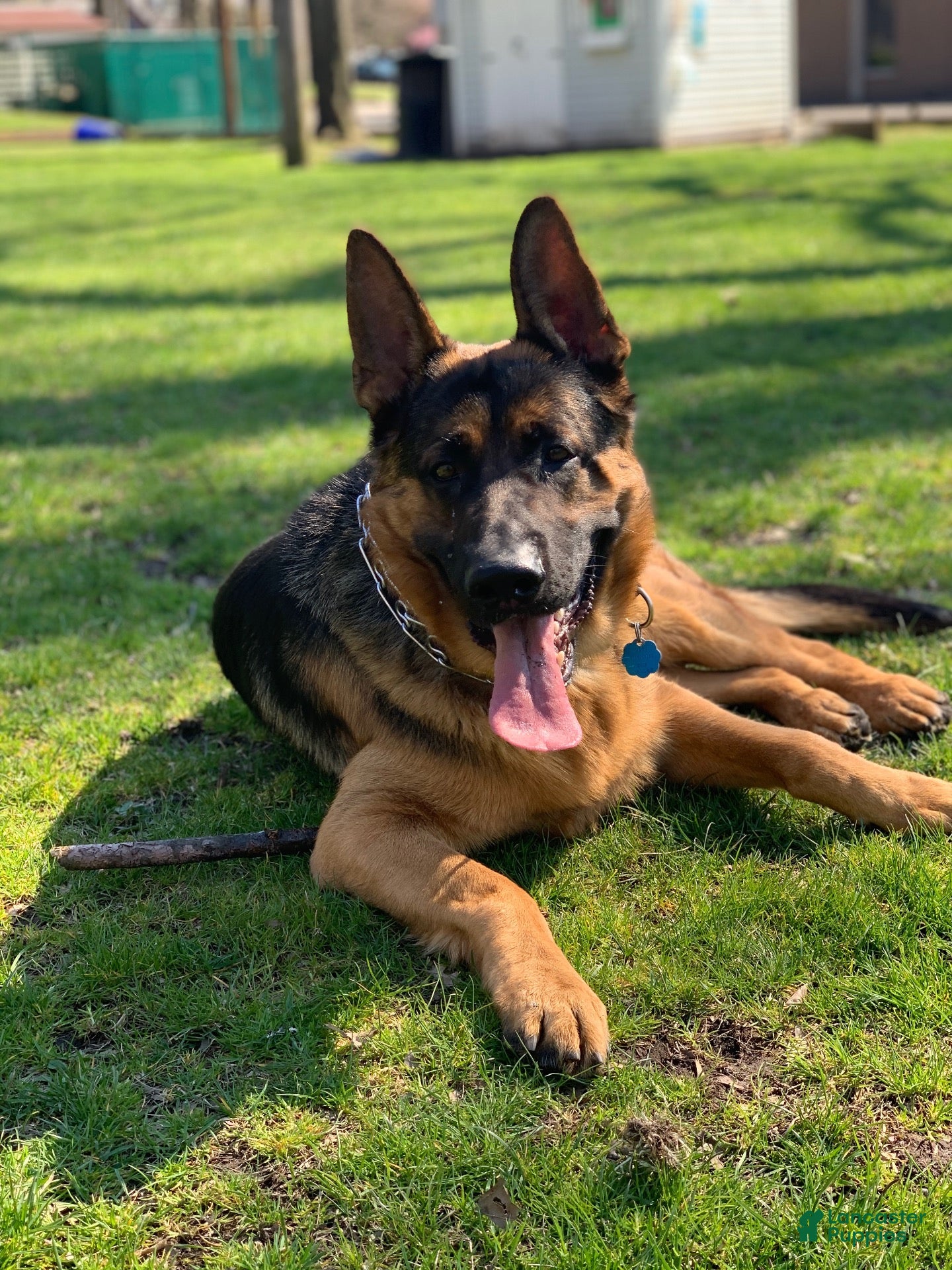 German Shepherd dogs German shepard - Ad 2