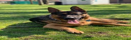 German Shepherd dogs for stud: German shepard - Ad 2