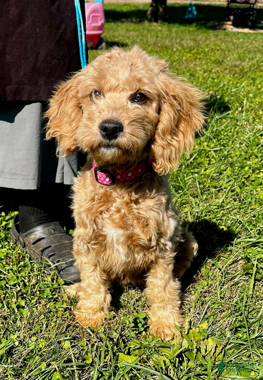 Mini Goldendoodle dogs for sale: Polly - Ad 1