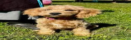 Mini Goldendoodle dogs for sale: Polly - Ad 1