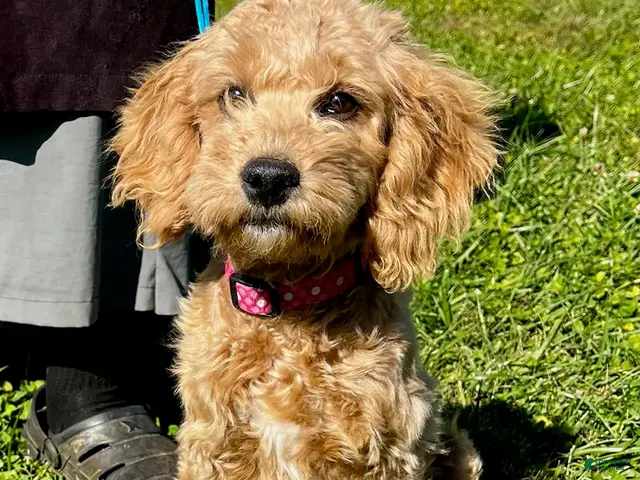 Mini Goldendoodle dogs for sale: Polly - Ad 1
