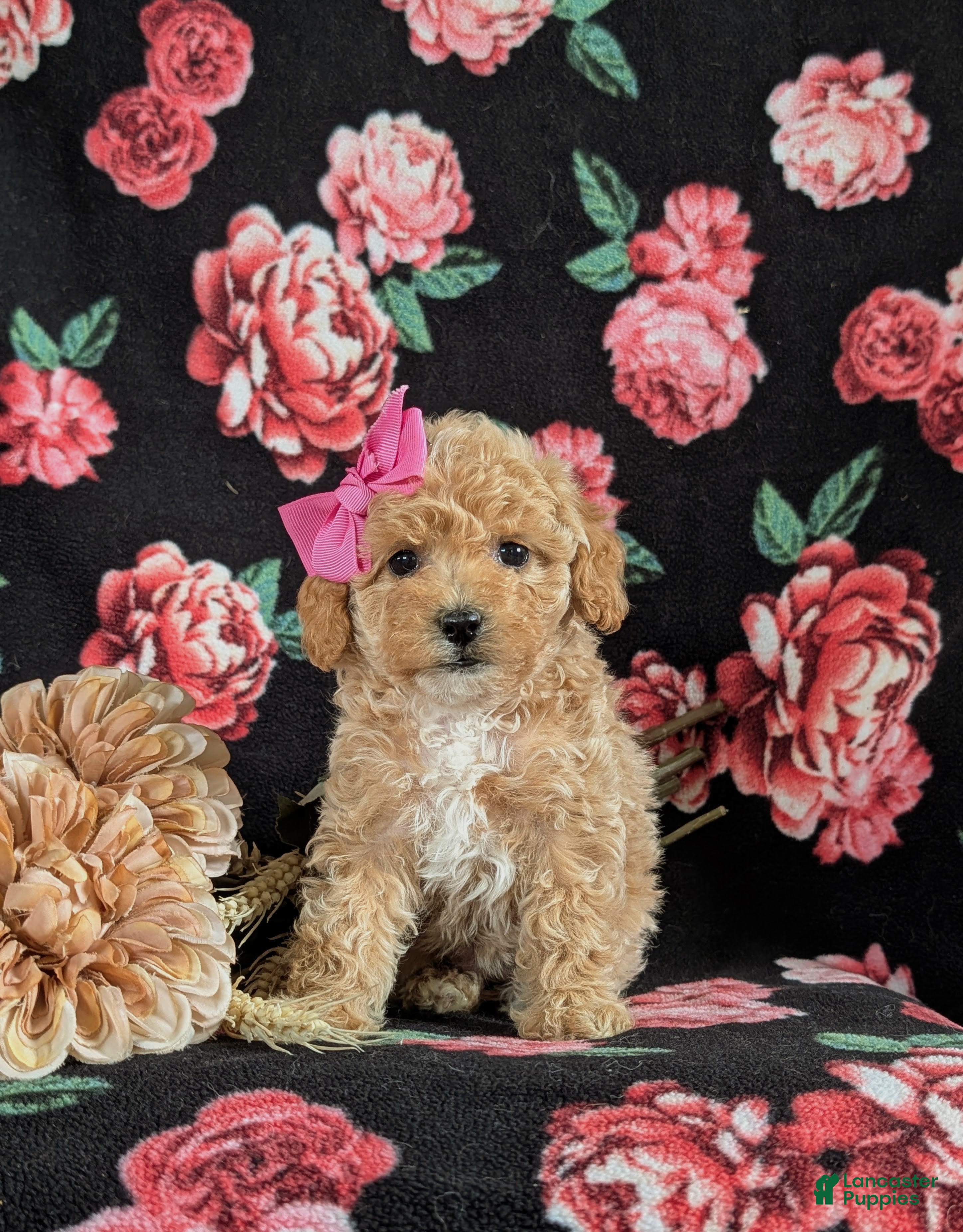Bichpoo dogs for sale: Rori 9 lbs Full Grown - Ad 2
