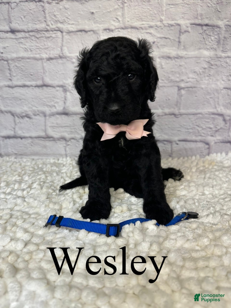 Goldendoodle dogs for sale: Wesley- Standard F1B - Ad 1