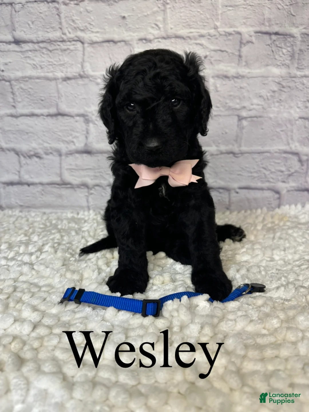 Goldendoodle dogs for sale: Wesley- Standard F1B - Ad 2